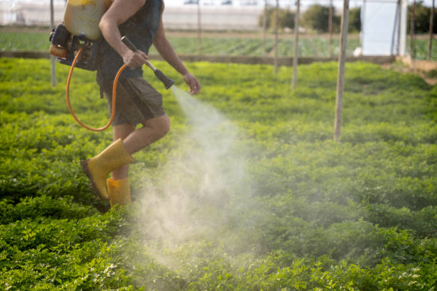 Best Ant Control Services  in St Charles, MN