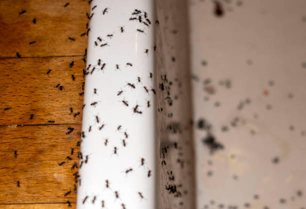 Best Wasp Removal Services  in St Charles, MN
