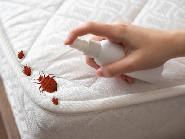 Best Ant Control Services  in St Charles, MN
