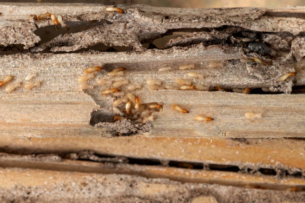 Best Local Pest Control Services  in St Charles, MN