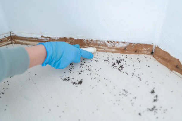 Best Affordable Pest Control Services  in St Charles, MN